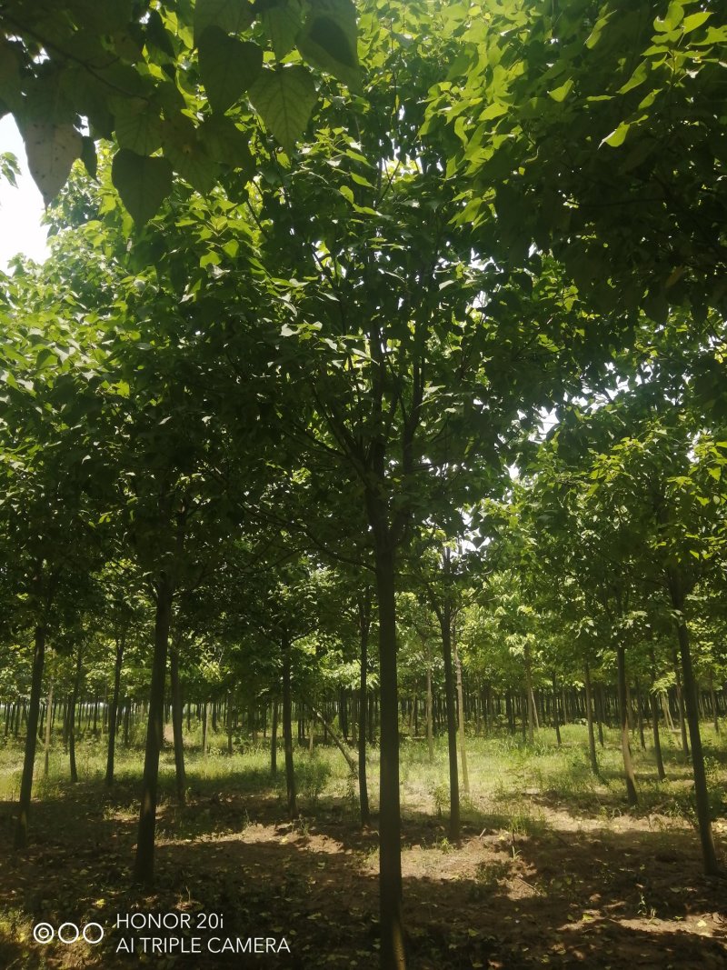 楸树