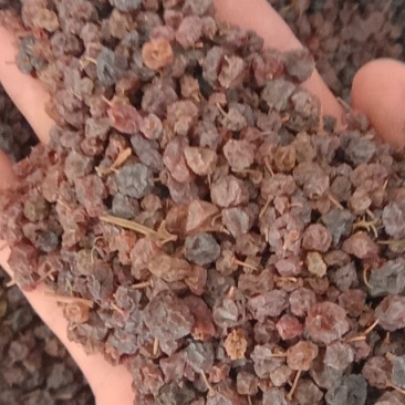 索索葡萄干，常年批发供应药食同源索索葡萄干中药材