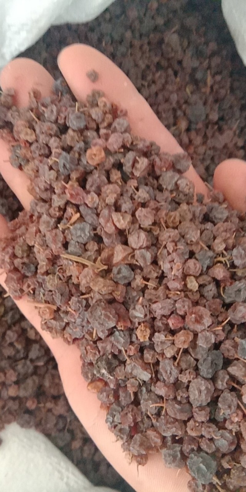 索索葡萄干，常年批发供应药食同源索索葡萄干中药材
