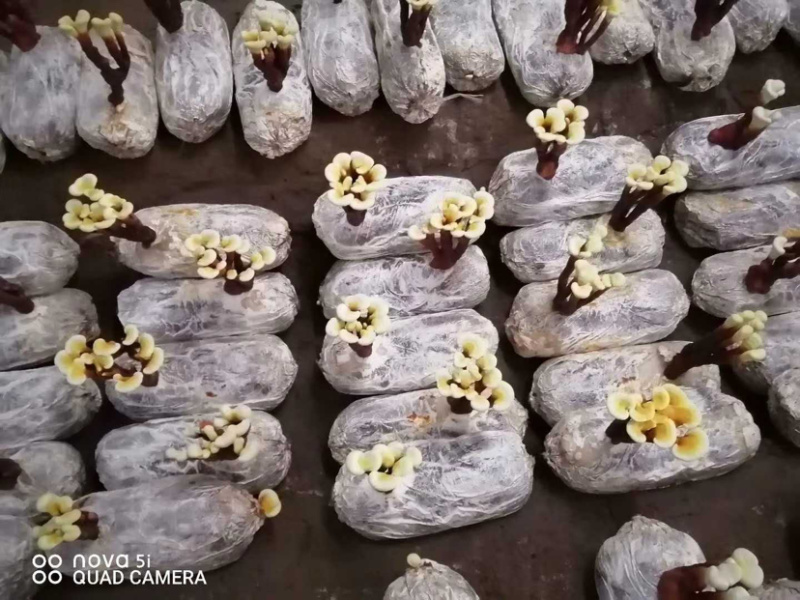 灵芝小型盆栽