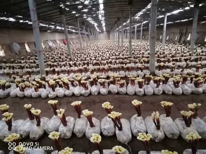灵芝小型盆栽