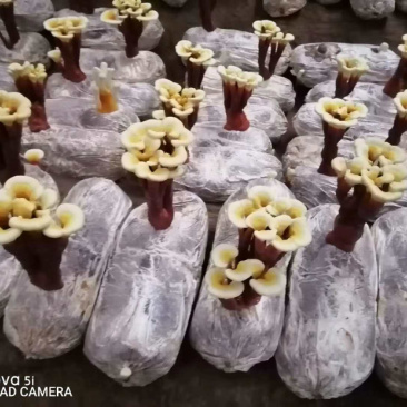 灵芝小型盆栽