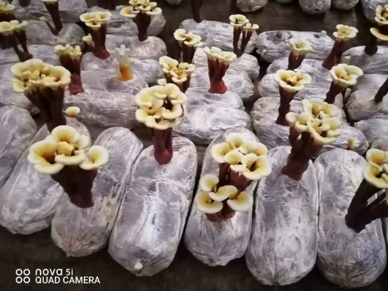 灵芝小型盆栽