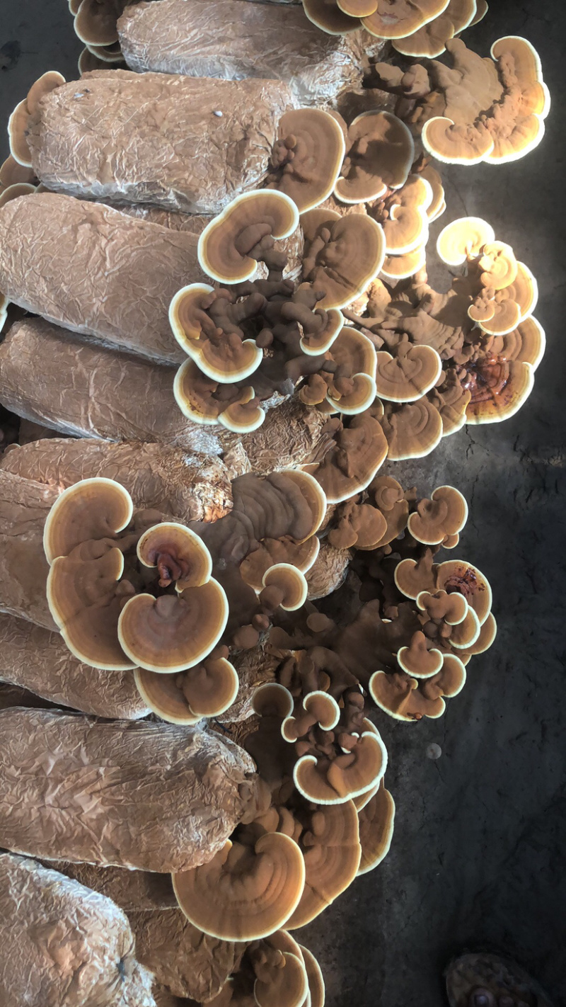 粘接灵芝片