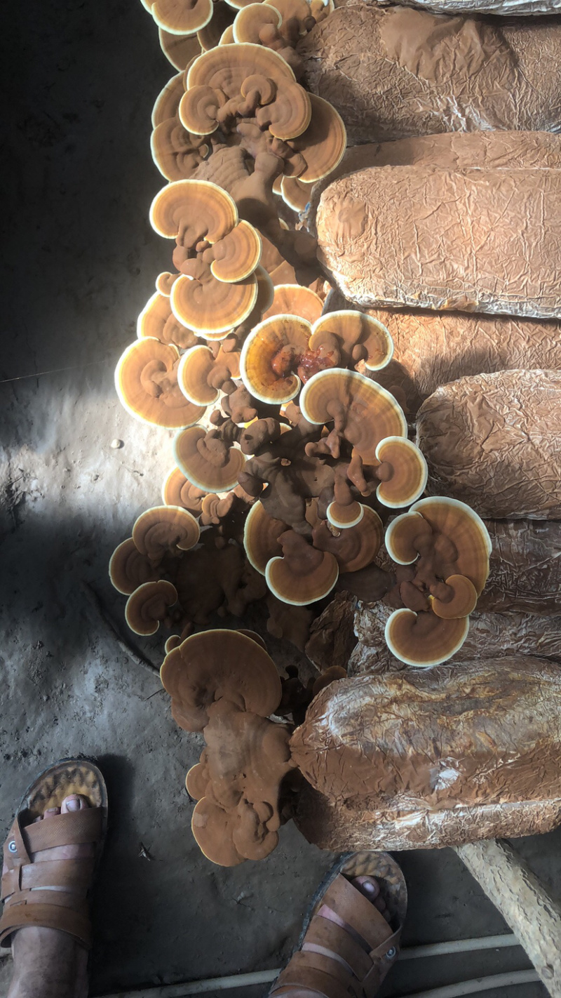 粘接灵芝片