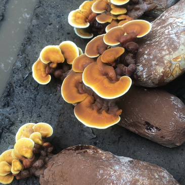 粘接灵芝片