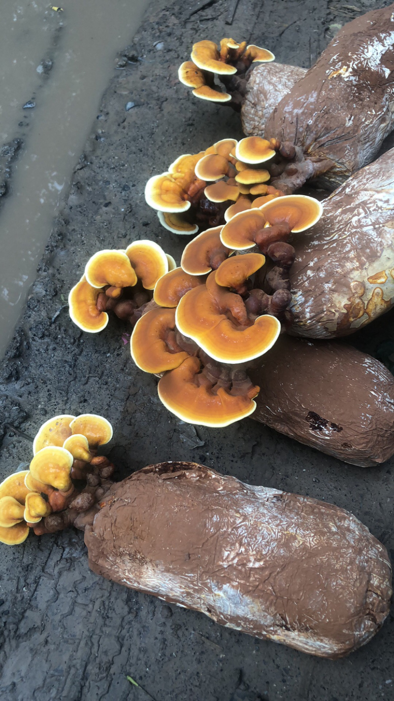 粘接灵芝片