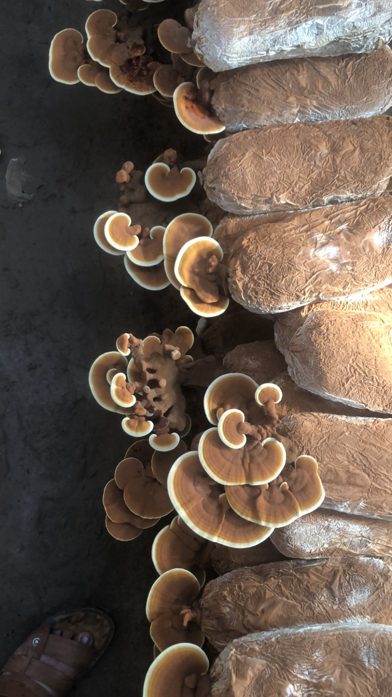粘接灵芝片