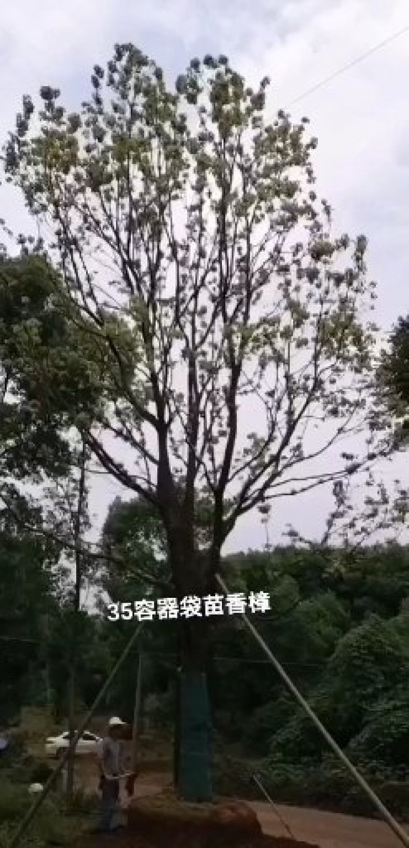 四季桂八月桂丹桂月月桂桂花树益阳迎风桥一手货源无中介老李