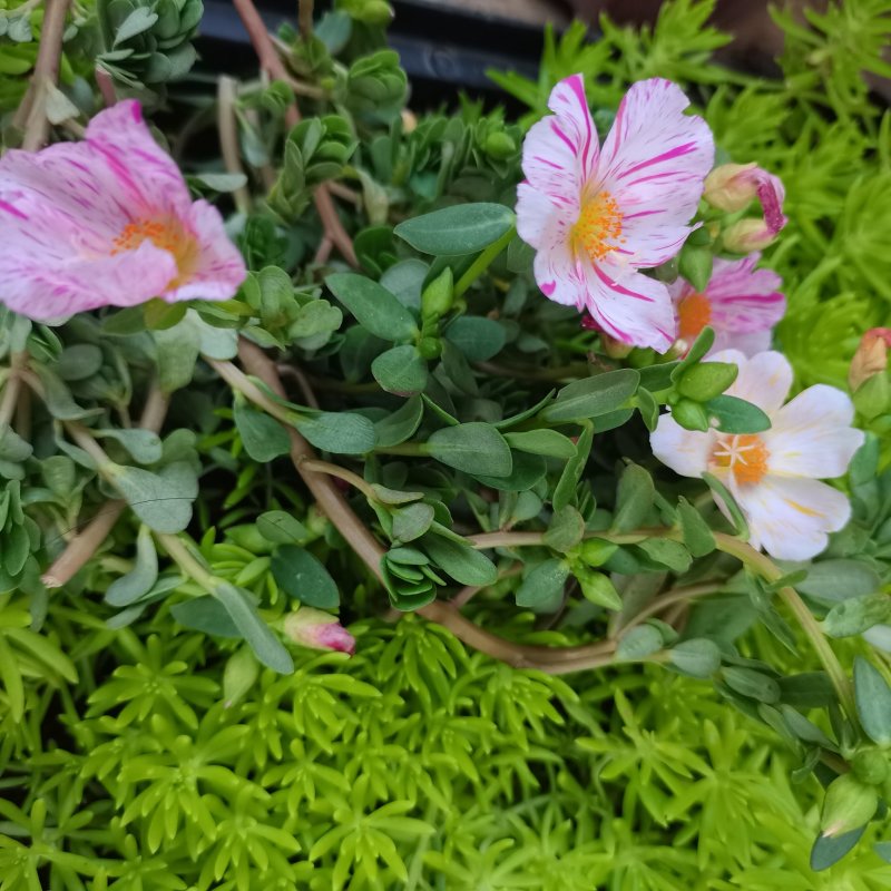 太阳花盆栽阔叶马齿苋原叶粉少女庭院阳台花卉绿植死不了花卉