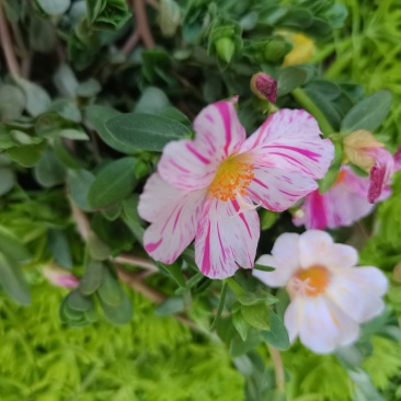 太阳花盆栽阔叶马齿苋原叶粉少女庭院阳台花卉绿植死不了花卉
