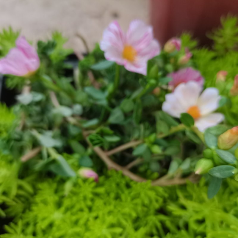 太阳花盆栽阔叶马齿苋原叶粉少女庭院阳台花卉绿植死不了花卉
