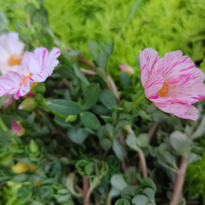 太阳花盆栽阔叶马齿苋原叶粉少女庭院阳台花卉绿植死不了花卉
