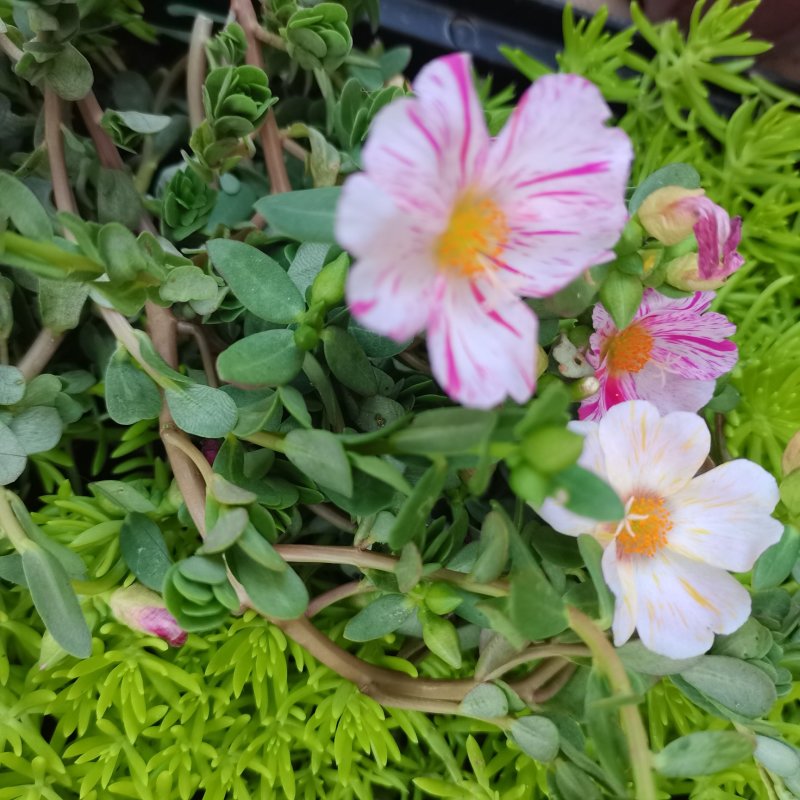 太阳花盆栽阔叶马齿苋原叶粉少女庭院阳台花卉绿植死不了花卉