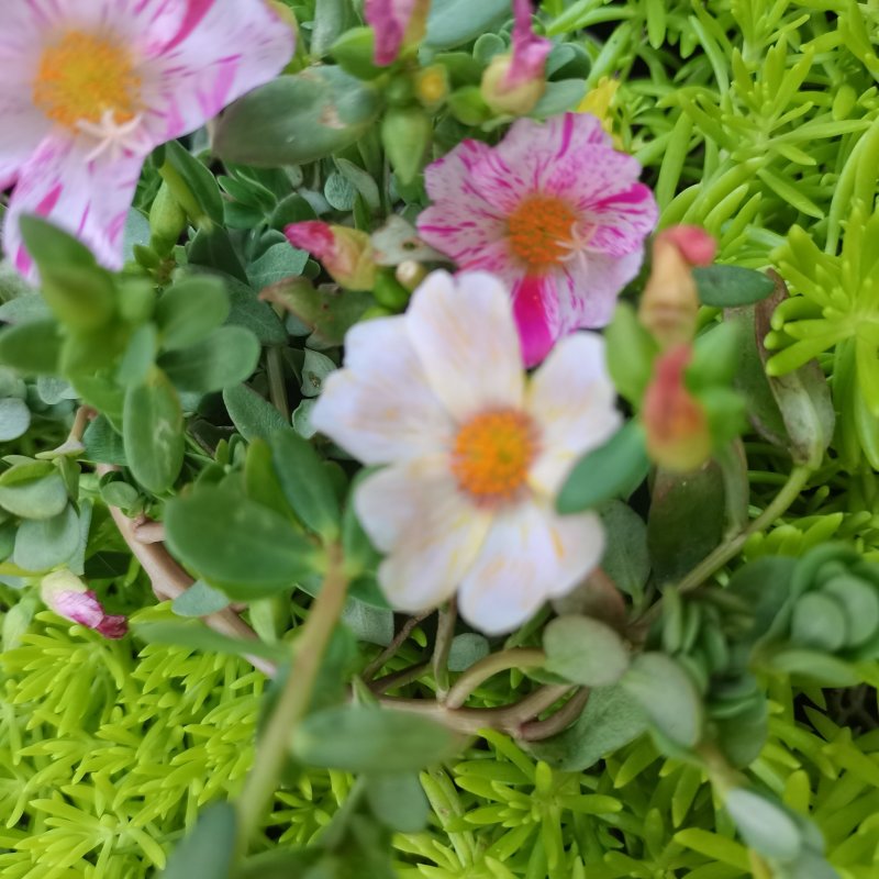 太阳花盆栽阔叶马齿苋原叶粉少女庭院阳台花卉绿植死不了花卉