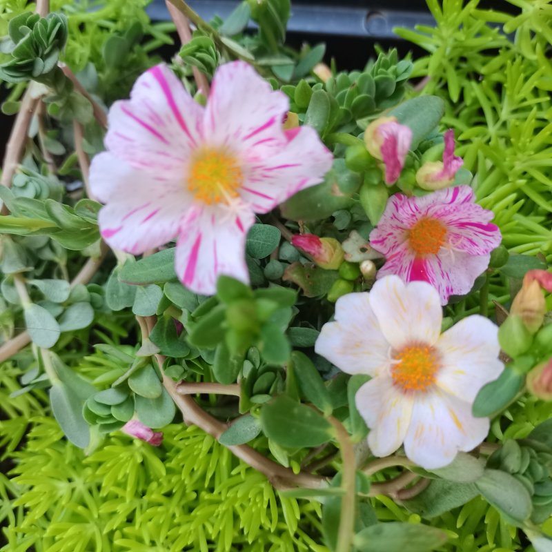 太阳花盆栽阔叶马齿苋原叶粉少女庭院阳台花卉绿植死不了花卉