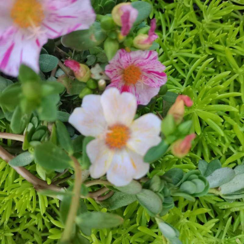 太阳花盆栽阔叶马齿苋原叶粉少女庭院阳台花卉绿植死不了花卉