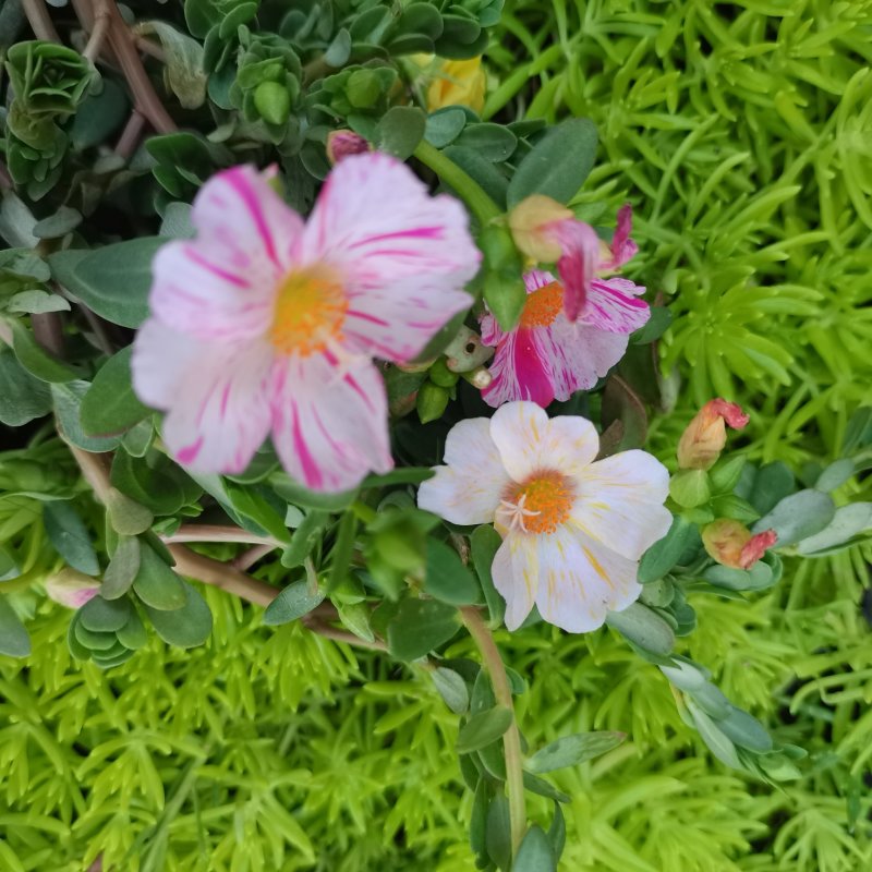 太阳花盆栽阔叶马齿苋原叶粉少女庭院阳台花卉绿植死不了花卉
