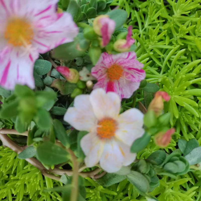 太阳花盆栽阔叶马齿苋原叶粉少女庭院阳台花卉绿植死不了花卉