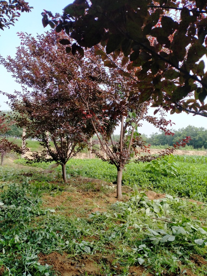绿化苗木，大蒜
