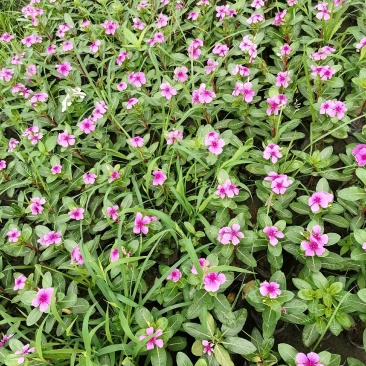 长春花好看吗？长春花杯苗实图照片，长春花成都货源