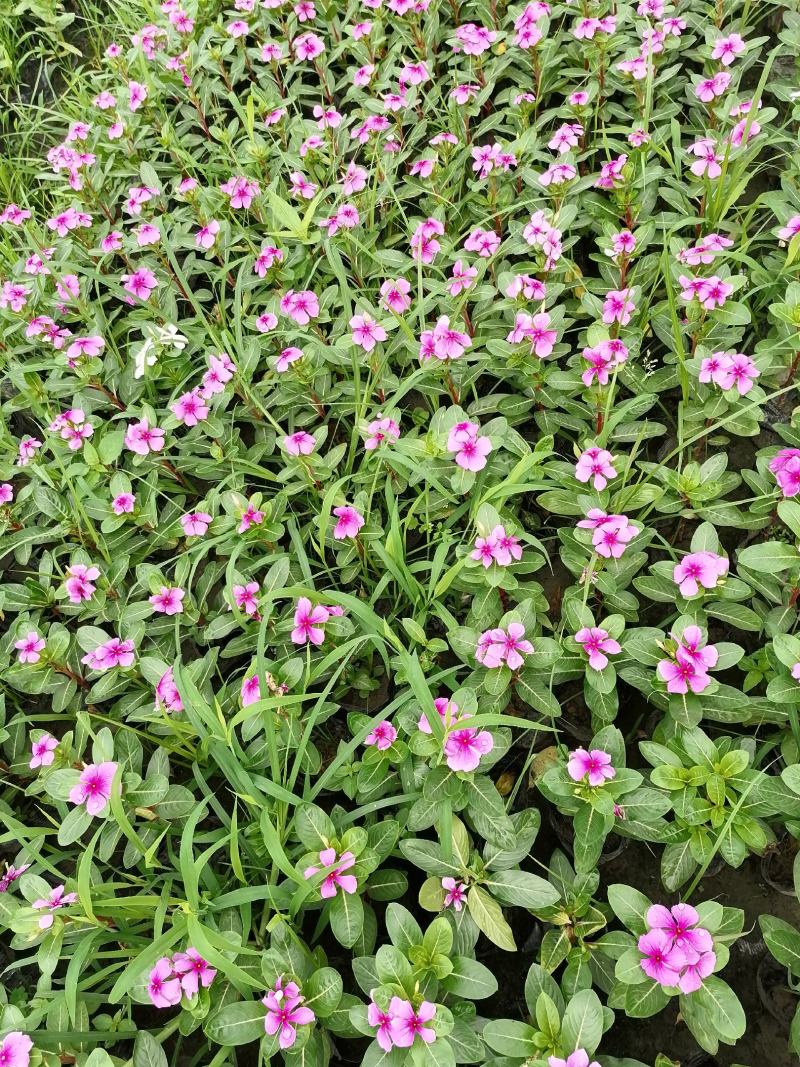 长春花好看吗？长春花杯苗实图照片，长春花成都货源