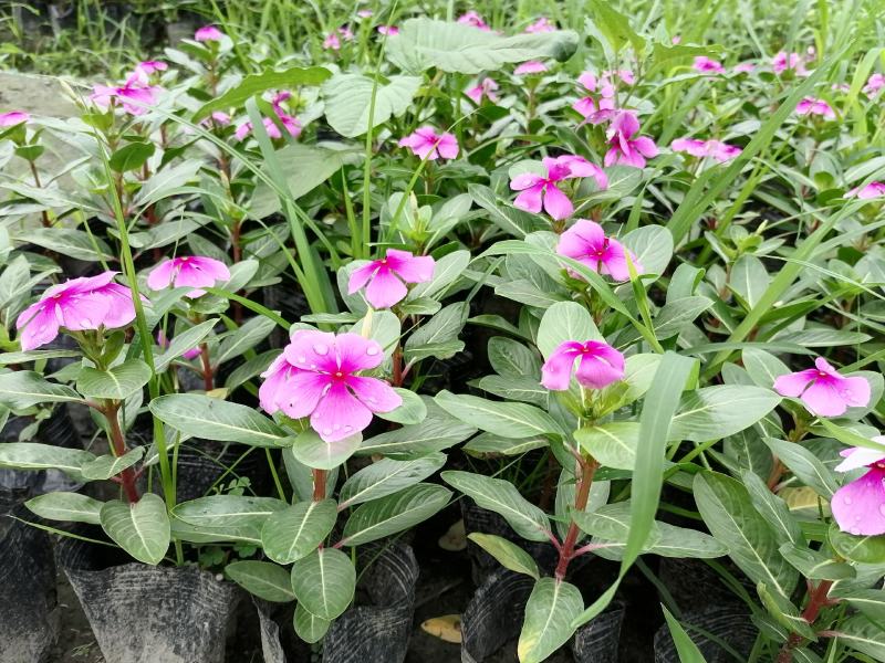 长春花好看吗？长春花杯苗实图照片，长春花成都货源