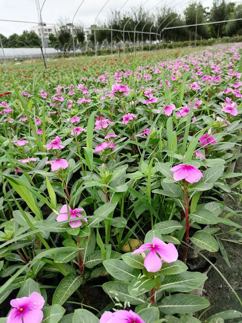 长春花好看吗？长春花杯苗实图照片，长春花成都货源