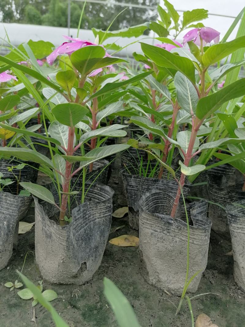 长春花好看吗？长春花杯苗实图照片，长春花成都货源