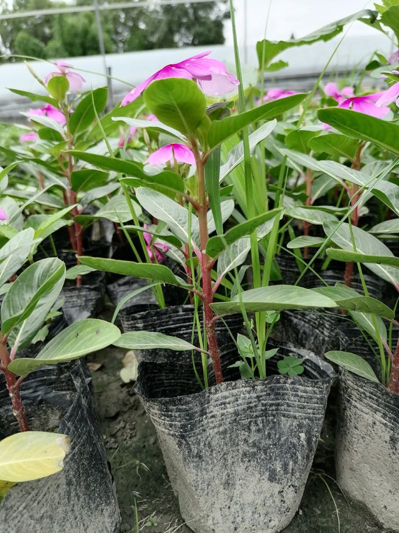 长春花好看吗？长春花杯苗实图照片，长春花成都货源