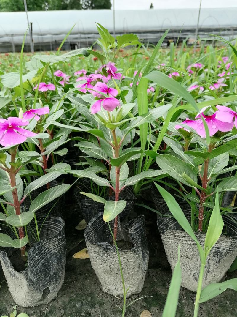长春花好看吗？长春花杯苗实图照片，长春花成都货源
