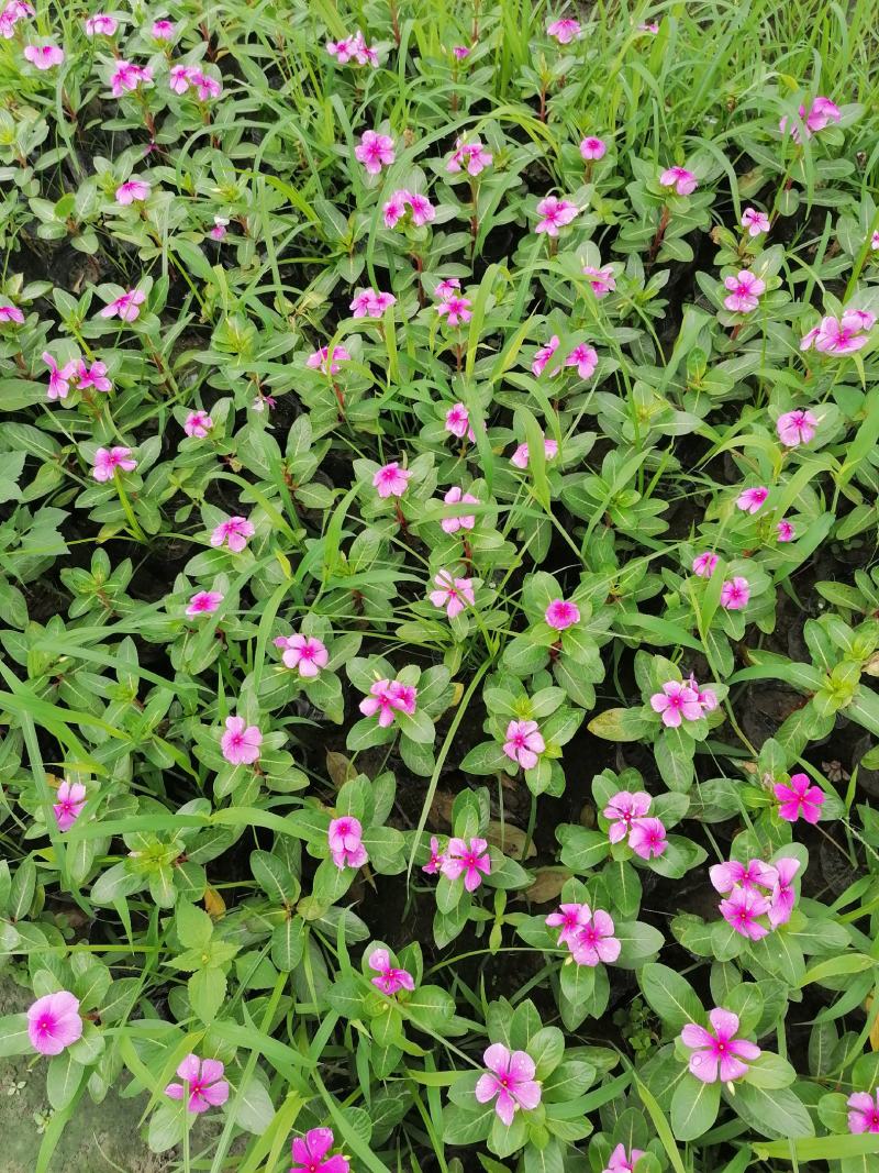 长春花好看吗？长春花杯苗实图照片，长春花成都货源