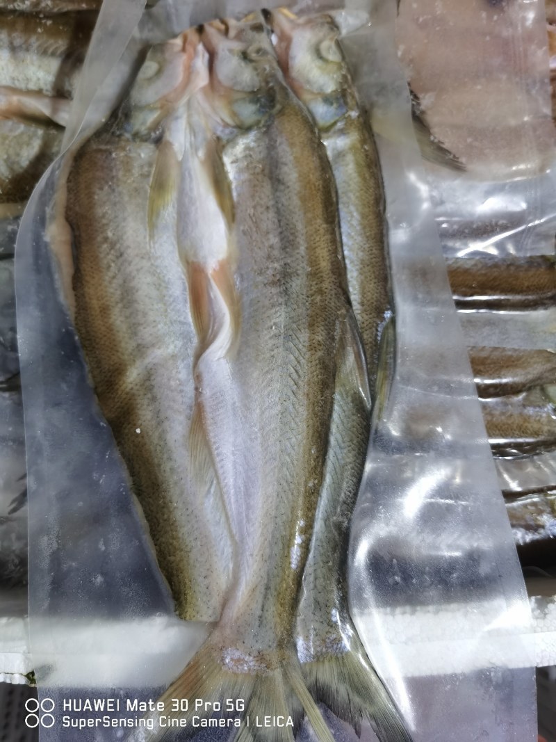 翘嘴鱼大量供应