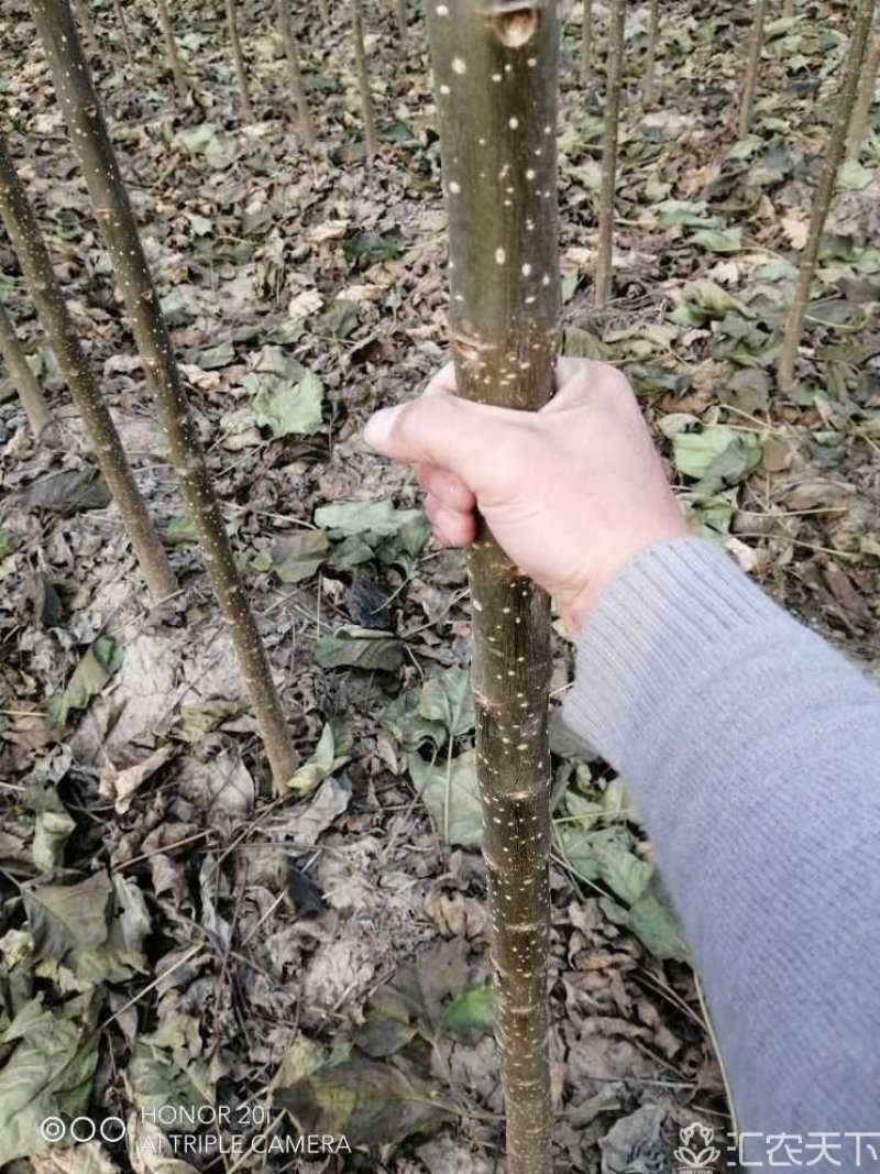 楸树3公分