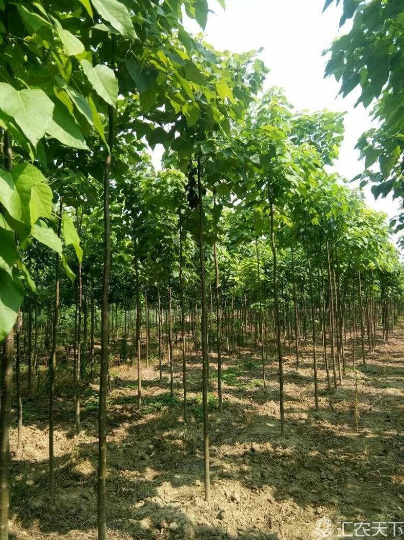 楸树3公分