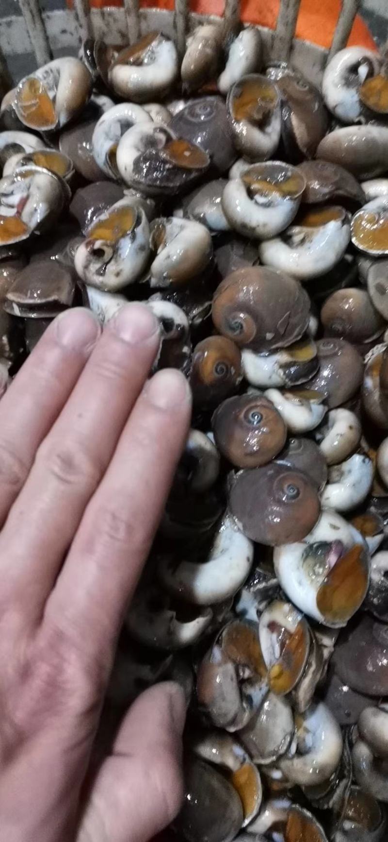 辽宁东港本地小船香螺质量好多种规格量大优惠