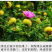 金刺梨又名刺石榴陕西秦岭野生天然无硫干刺梨泡酒水包邮