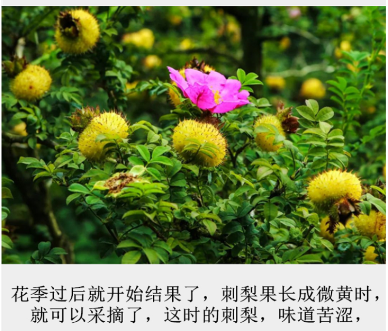 金刺梨又名刺石榴陕西秦岭野生天然无硫干刺梨泡酒水包邮