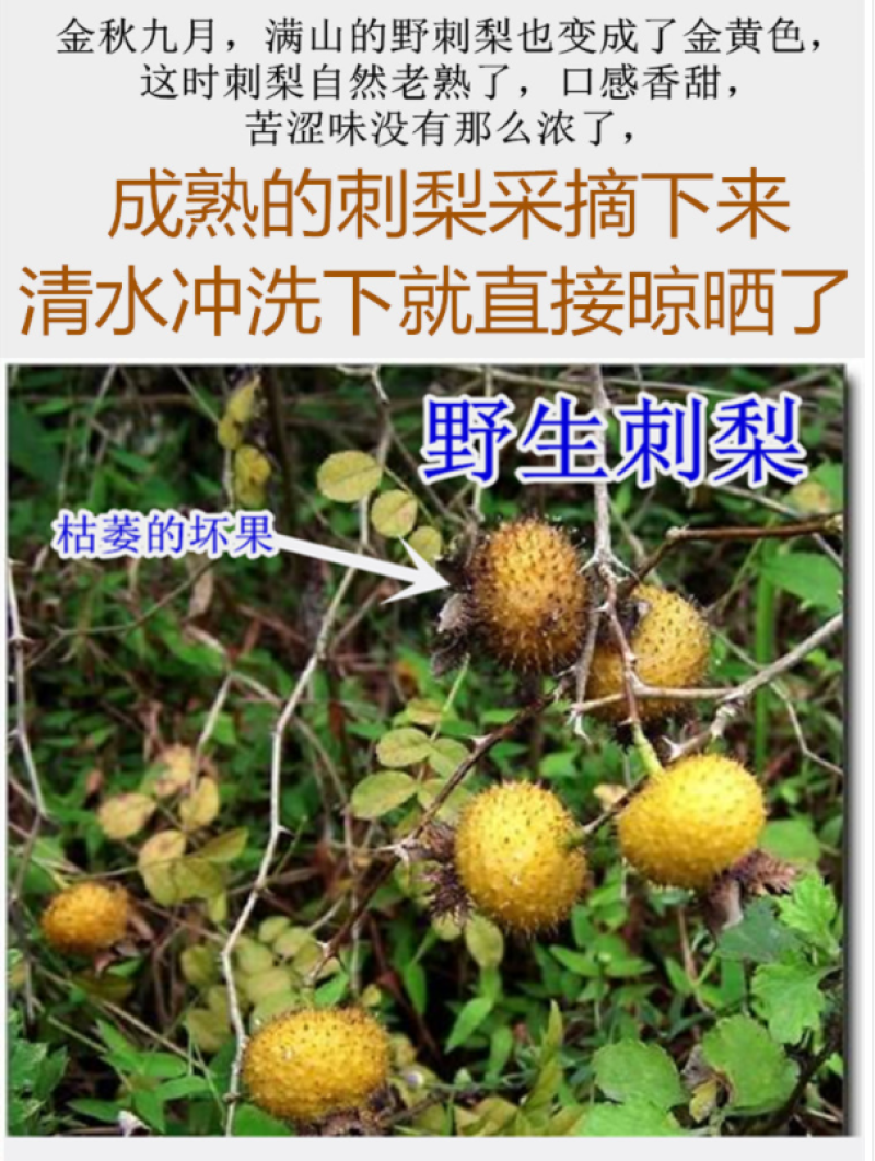 金刺梨又名刺石榴陕西秦岭野生天然无硫干刺梨泡酒水包邮