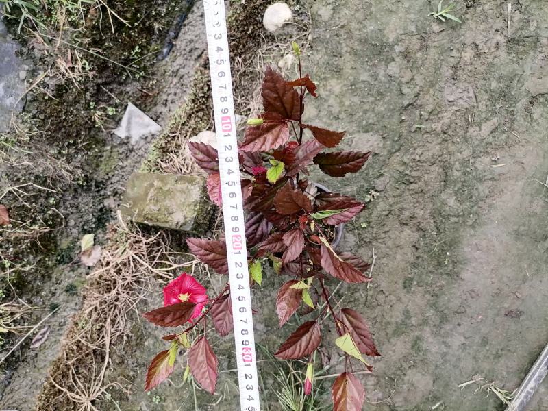 朱槿不是桂花，别名扶桑，朱焦双色杯杯苗价格
