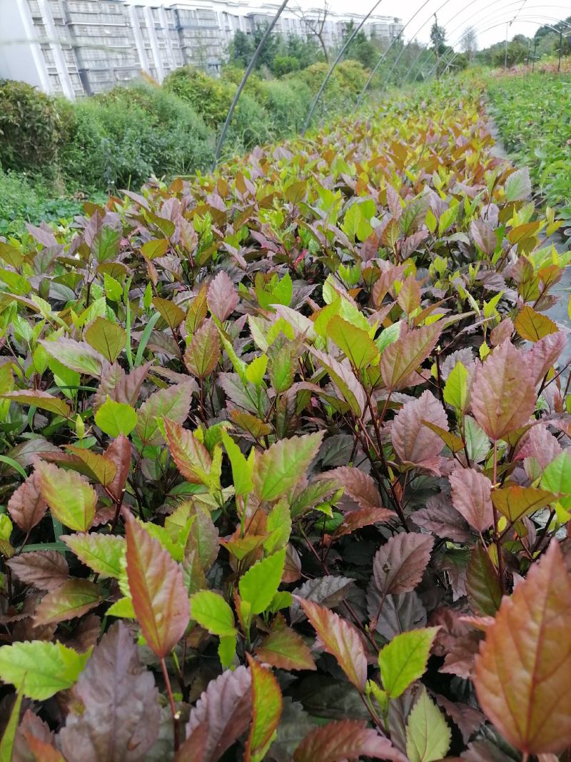 朱槿不是桂花，别名扶桑，朱焦双色杯杯苗价格