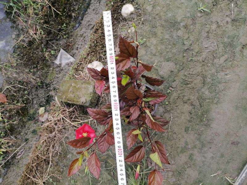 朱槿不是桂花，别名扶桑，朱焦双色杯杯苗价格