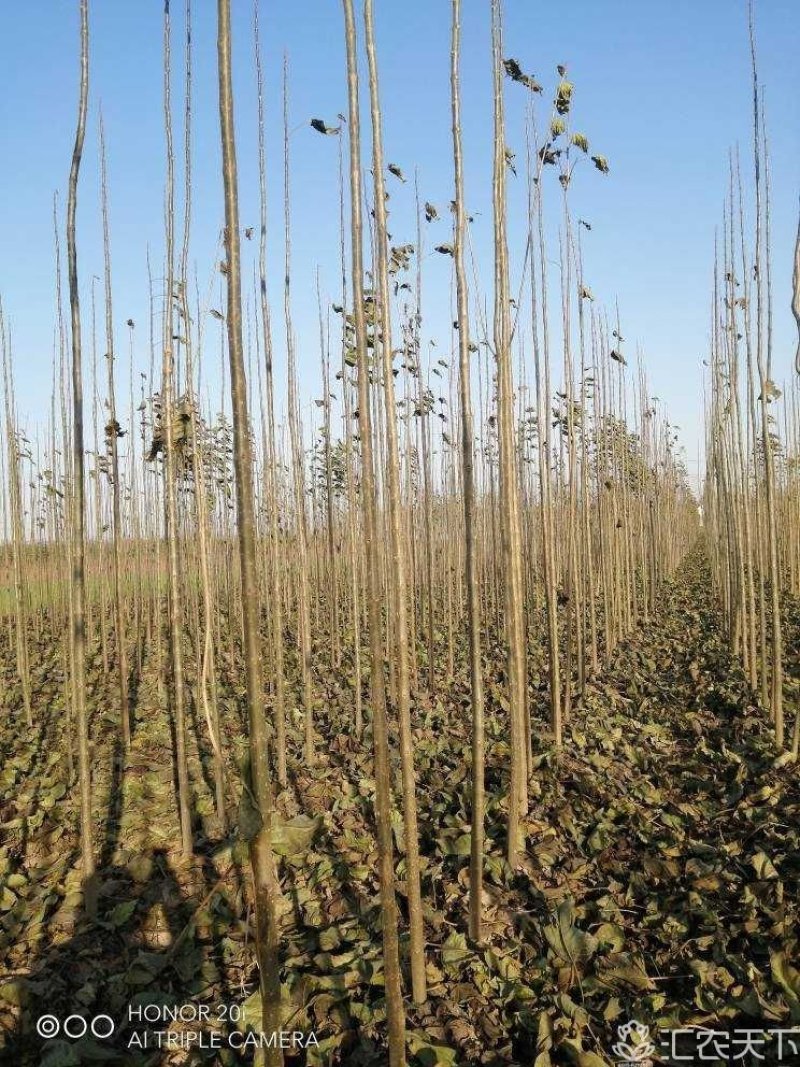 万亩楸树基地，供应楸树3-4公分，货源充足，