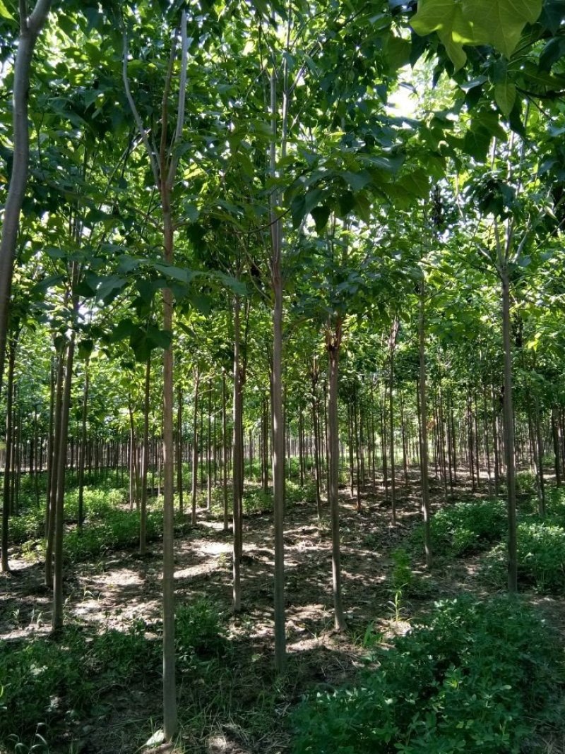 万亩楸树基地，供应楸树3-4公分，货源充足，