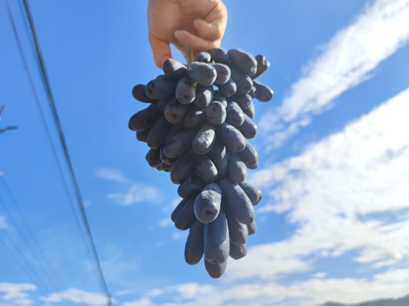 蓝宝石葡萄开始上市了