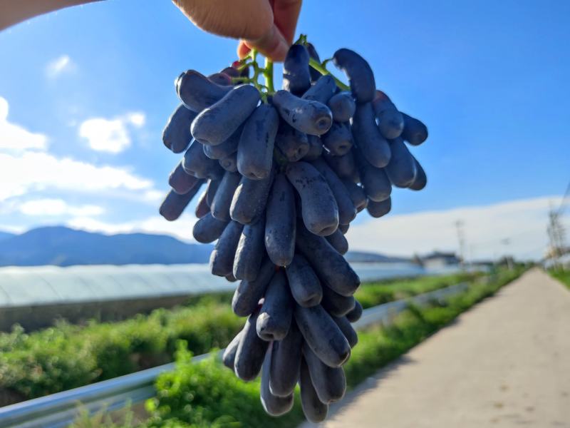 蓝宝石葡萄开始上市了