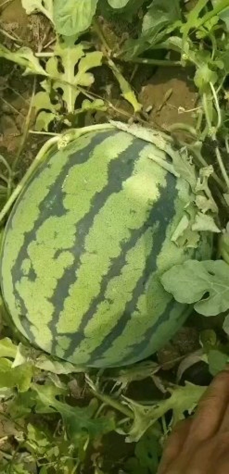 夏邑县万亩正宗冠龙西瓜开始大量上市