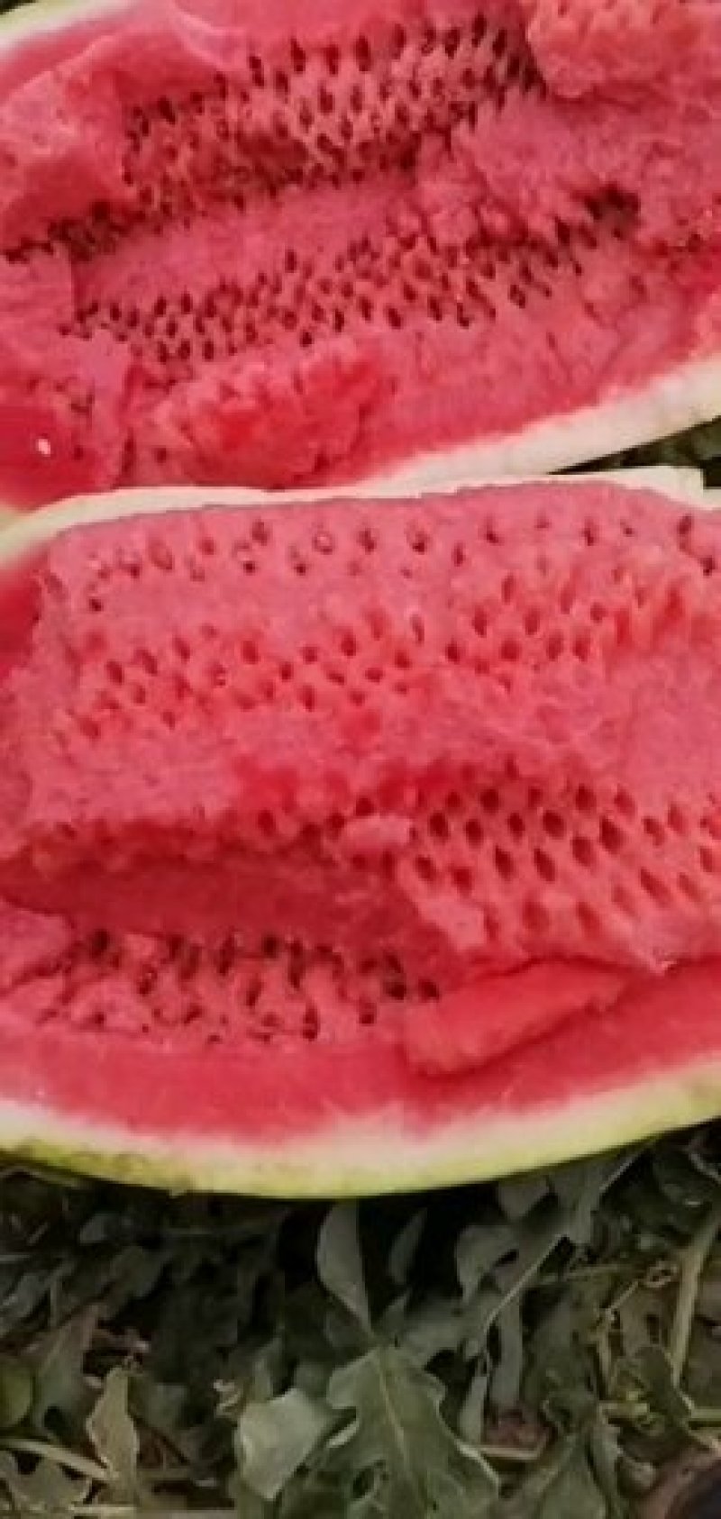 夏邑县万亩正宗冠龙西瓜开始大量上市