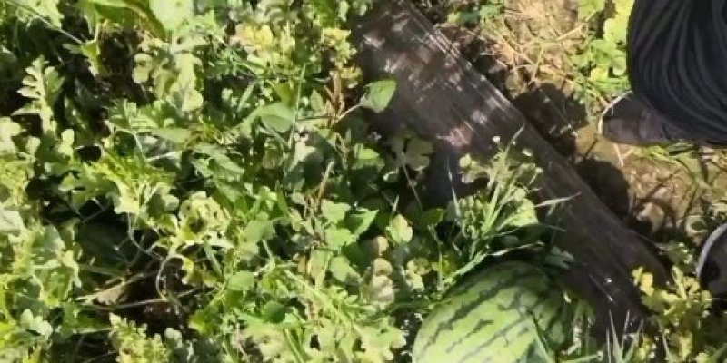 夏邑县万亩正宗冠龙西瓜开始大量上市