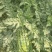 夏邑县万亩正宗冠龙西瓜开始大量上市